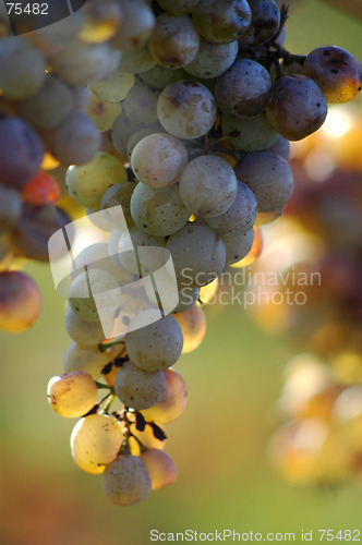 Image of Grape