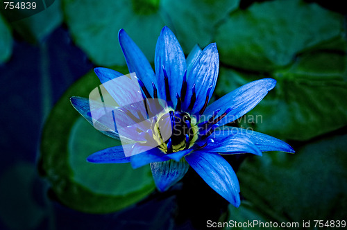 Image of Beautiful image of a purple/blue and yellow water lily