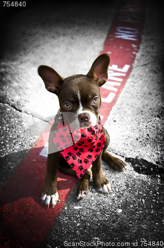 Image of Image of a cute puppy with red bandana