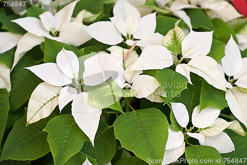 Image of Poinsettia