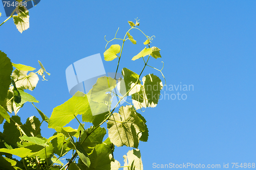 Image of grapevine