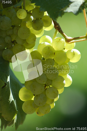 Image of Grape