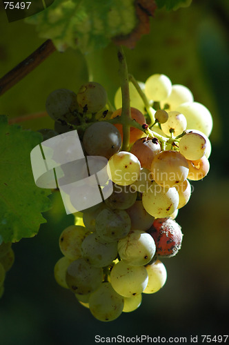 Image of Grape