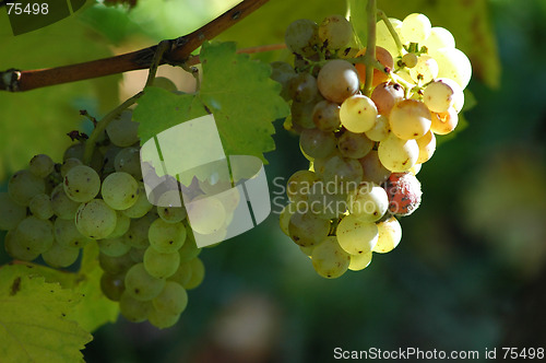 Image of Grape