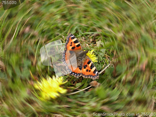 Image of Butterfly