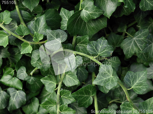 Image of Ivy
