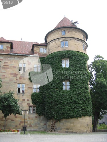 Image of Ivy on building