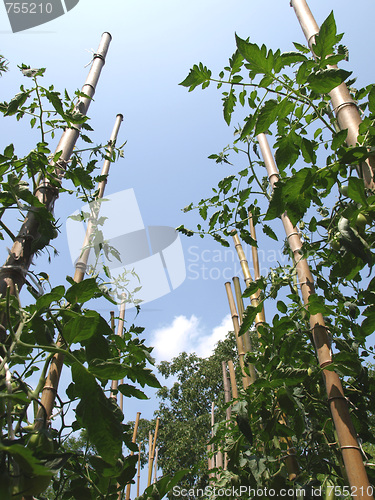 Image of Tomato plants