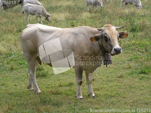 Image of Cow cattle