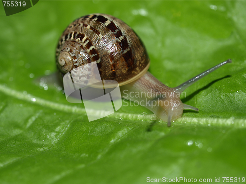 Image of Snail slug on lettuce