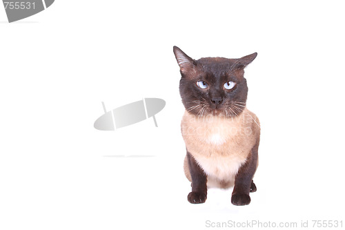 Image of Siamese cat 