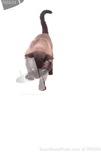 Image of Siamese cat 