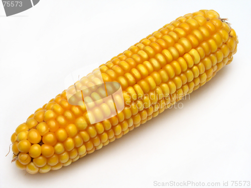 Image of Corn