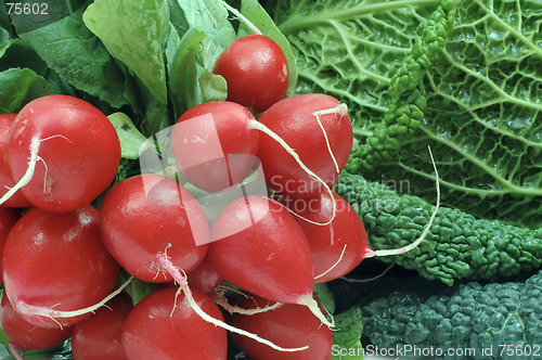 Image of Radish and cabbage