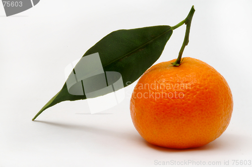 Image of Tangerine