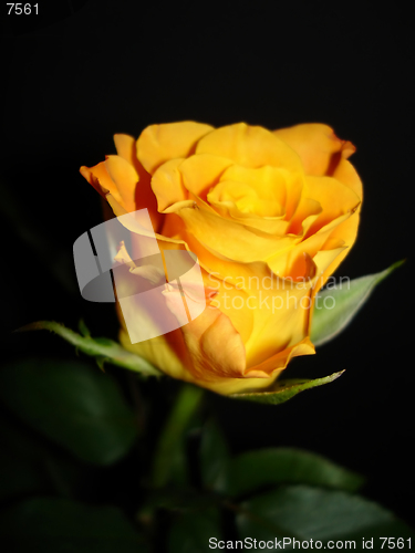 Image of              Rose