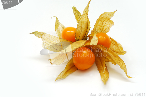 Image of Physalis