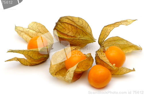 Image of Physalis