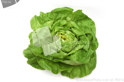 Image of Lettuce