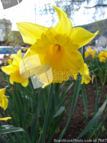 Image of daffodil