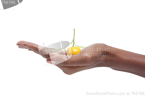 Image of Elegant female hand