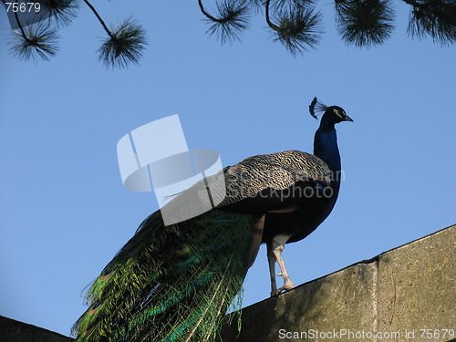 Image of Peacock