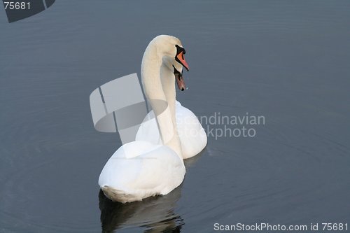 Image of Flirting Swans 31.01.2006