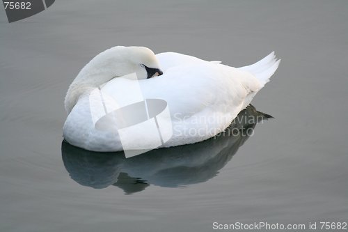 Image of Sleeping Swan 31.01.2006