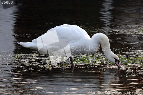 Image of Swan 30.01.2006