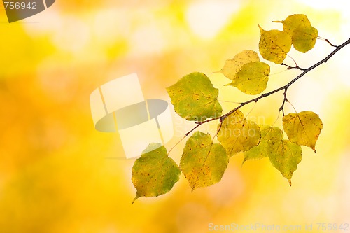 Image of Beautiful leaves in autumn