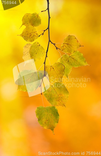 Image of Beautiful leaves in autumn
