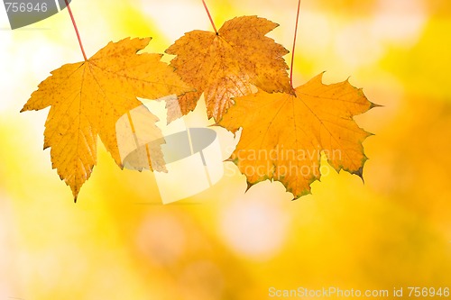 Image of Beautiful leaves in autumn