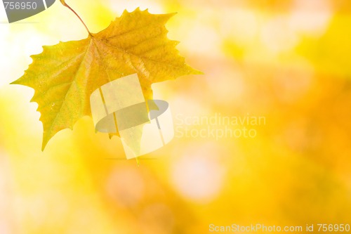 Image of Beautiful leaves in autumn