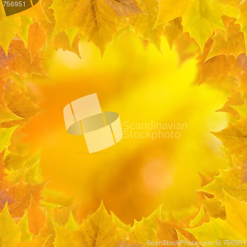 Image of Beautiful leaves in autumn