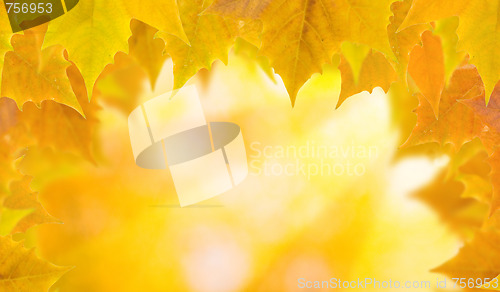 Image of Beautiful leaves in autumn