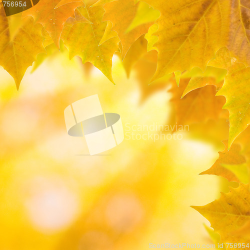 Image of Beautiful leaves in autumn