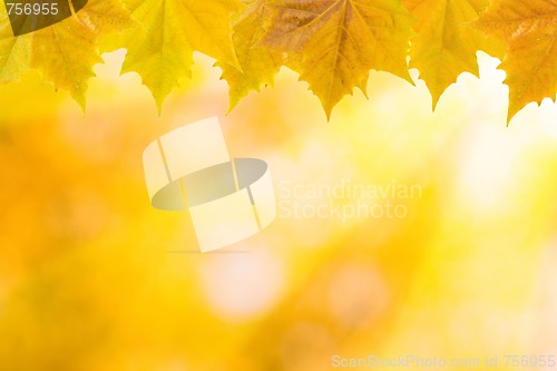 Image of Beautiful leaves in autumn