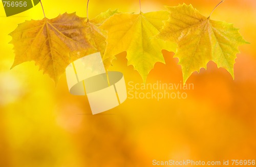 Image of Beautiful leaves in autumn