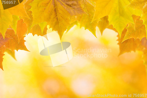 Image of Beautiful leaves in autumn