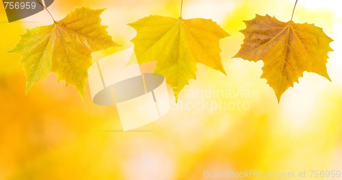 Image of Beautiful leaves in autumn