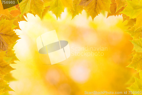 Image of Beautiful leaves in autumn