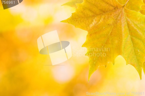 Image of Beautiful leaves in autumn