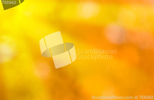Image of Beautiful leaves in autumn