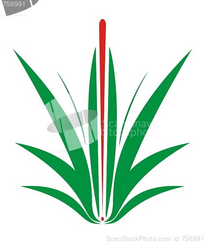 Image of Green flower
