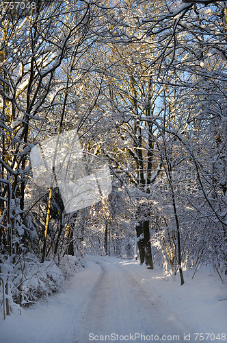 Image of Winter