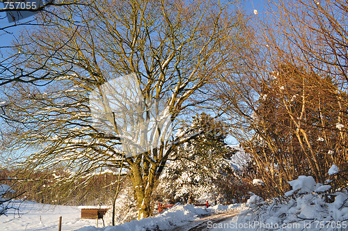 Image of Winter