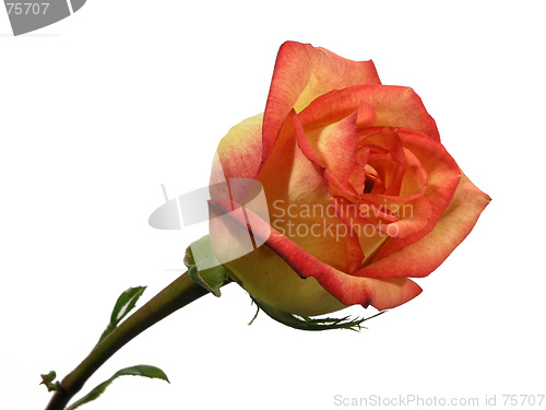 Image of Multi Colored Isolated Rose