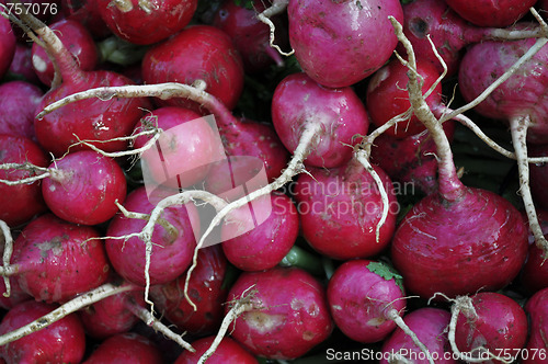 Image of Radish