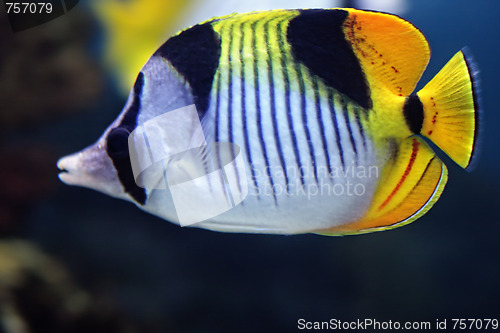 Image of Chaetodon falcula aquarium fish