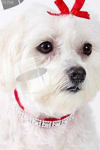 Image of Maltese Terrier Face